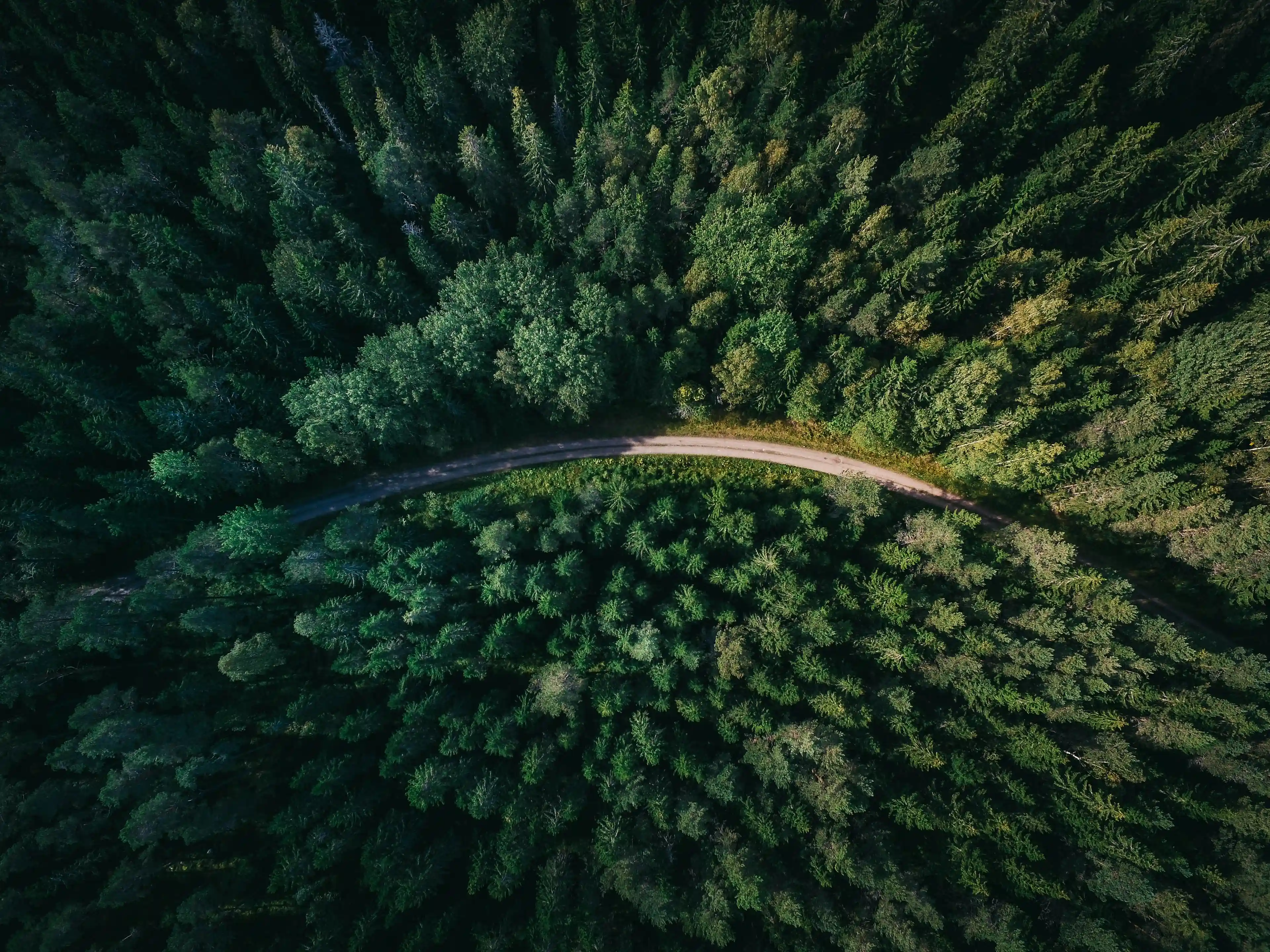 top view of a forest
